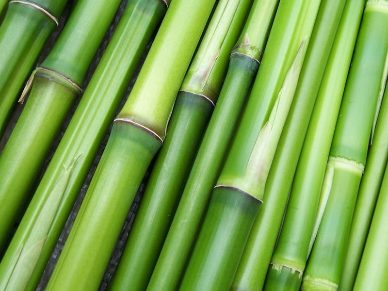 Bamboo Plant