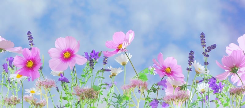 Enchanting Garden