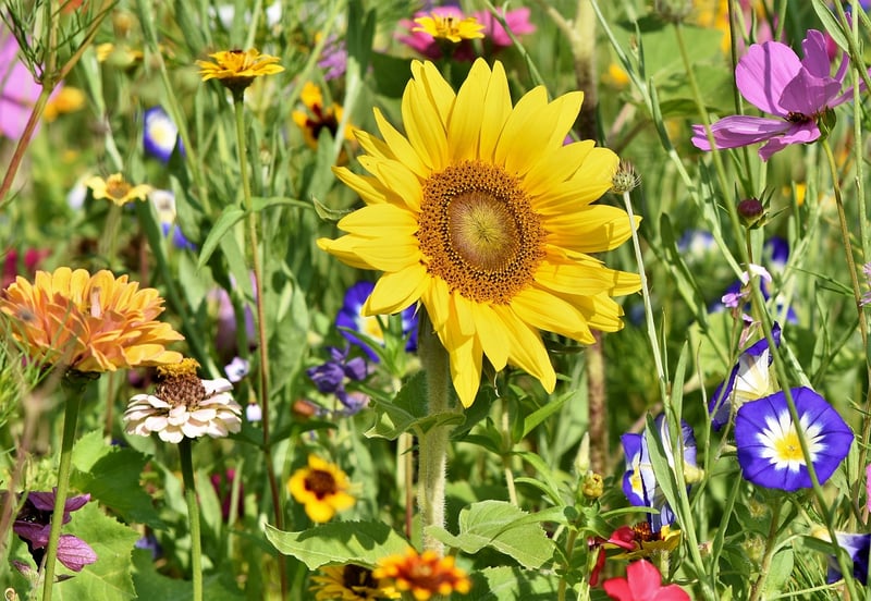 Whimsical Garden