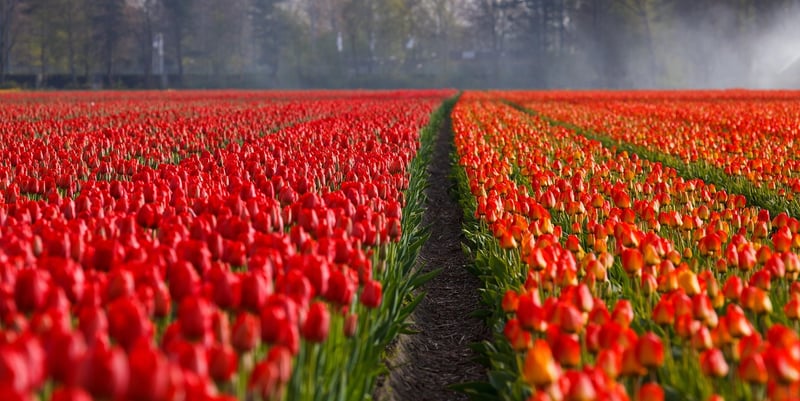 Colorful Pathways