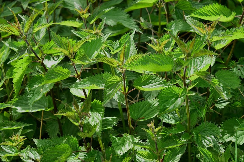 Mugwort