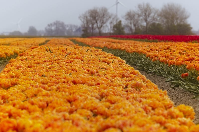 Netherlands Map